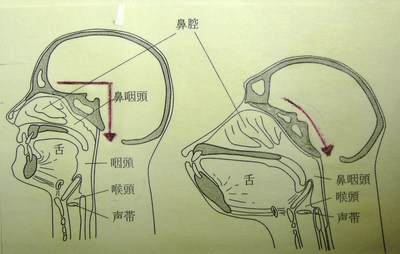 骨から言葉がわかる