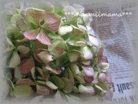 ＊お知らせ＊ 2009/04/15 10:23:29