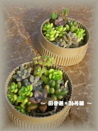こちらも（＾ー＾）⇒おやこ市へ 2009/10/26 10:25:36