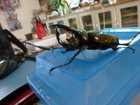 オオカブトムシ・・・ゲット！！ 2011/07/22 18:52:06
