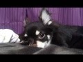 ＳＯＬ様がYouTubeデビューです（笑）