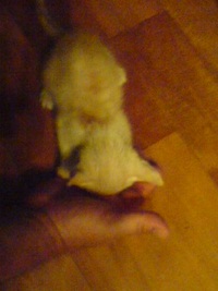 猫3日目 2012/09/21 01:07:52