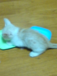 猫たん！元気だよ～♪ 2012/09/23 20:31:06