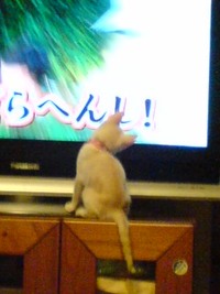 テレビの中は？ 2012/10/17 00:27:11