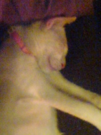 ニータンお泊り♪ 2012/11/24 10:49:43