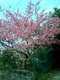 桜と梅 2010/02/01 16:05:46