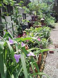 みどりだらけ・・・ 2006/06/21 14:11:00