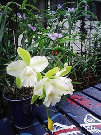 花　　はな　　花 2006/07/16 08:33:00