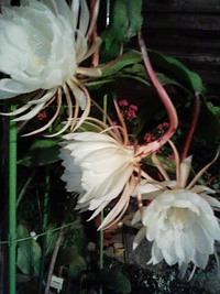 咲いてしまいました 2006/08/04 21:05:00