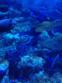松島水族館・・・