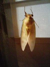　夏の風物詩・・・ 2007/07/26 10:34:45
