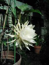 　今年も・・・咲きました! 2007/08/24 13:11:44