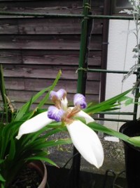 今年は　見れました♪ 2008/08/05 17:16:11