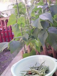 収穫しました～!! 2008/09/19 18:48:02
