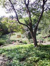 おばさんの畑・・・って 2008/09/30 21:00:50
