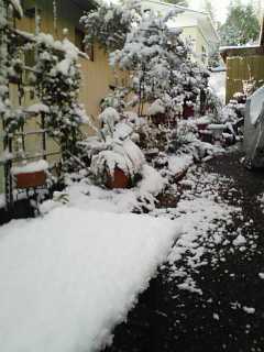 　初雪だぁ・・・