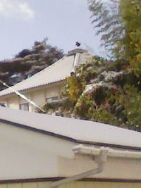 　初雪だぁ・・・ 2007/11/19 16:34:21
