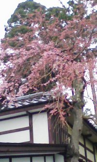6日目にして　最下位・・・ 2008/04/10 17:02:34