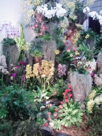 東北らん展。 2010/02/02 17:55:24