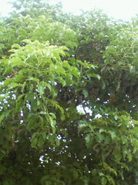 木のパワー