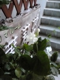 茉莉花に茉莉花が・・・