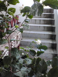茉莉花に茉莉花が・・・