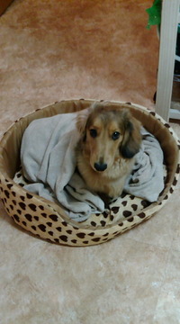 ミッキー用ベッド 2010/01/16 11:19:06