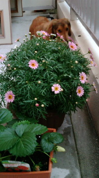 外耳炎 2010/03/24 15:41:45