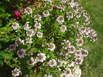 ハーブの花✿と庭の花