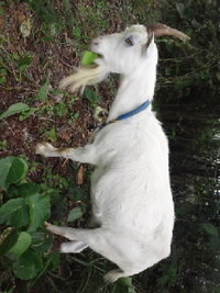 小浜島わが家の動物達ベスト５