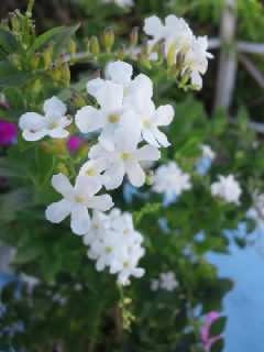 海花音工房お休み
