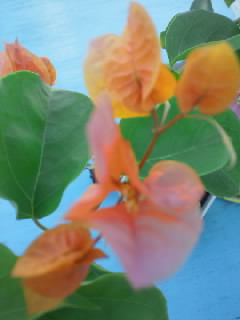 海花音工房お休み