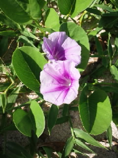 小浜島の海、花、波の音