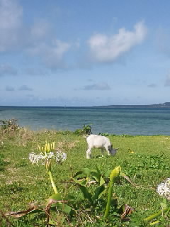 小浜島の海、花、波の音