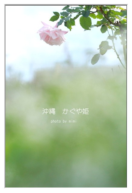 バラ 沖縄かぐや姫 ミミのフォトライフ