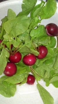 大地の恵み 2011/01/09 11:06:48