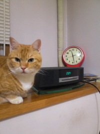猫に怒られる 2011/11/27 09:52:30