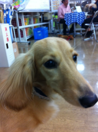 犬のしつけ教室へ！