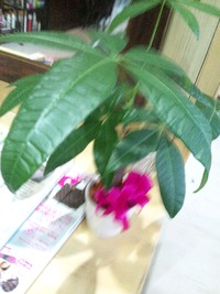 ありがとうございます 2012/11/10 21:58:29