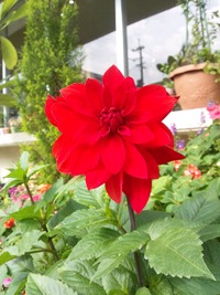 咲いた～☆ 2013/01/15 10:51:05