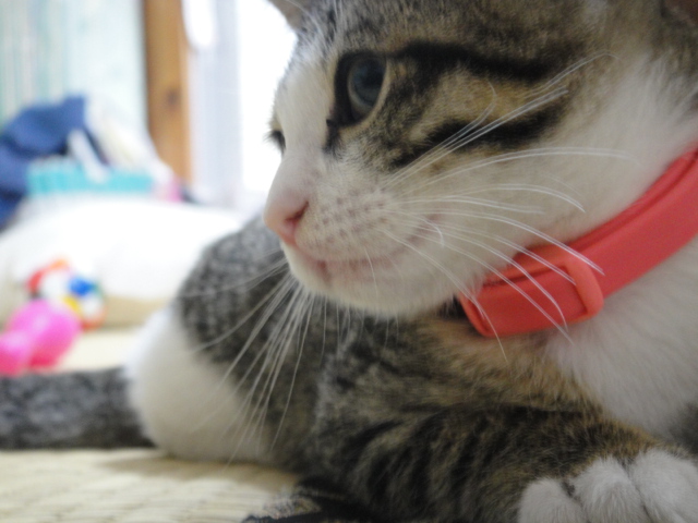 家族が増えました
