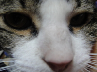 猫太郎里子にでるの巻