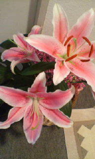 満開☆ 2007/06/26 21:12:56