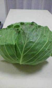 今日の収穫 2008/02/27 20:42:20