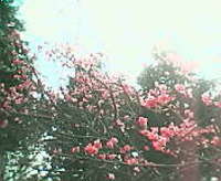 桜坂で 2006/01/21 18:19:00