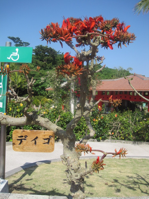 沖縄の県花