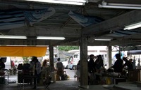 こんな所にカツオ！？ 2010/04/22 08:23:54