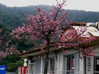 2月5日の八重岳の桜です♪ 2010/02/06 21:55:37