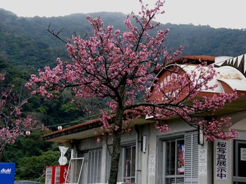 2月5日の八重岳の桜です♪