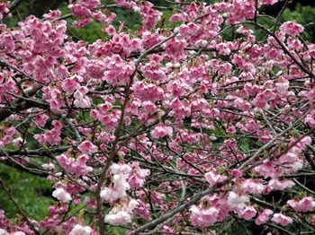 2月5日の八重岳の桜です♪